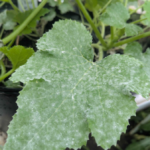 powdery mildew