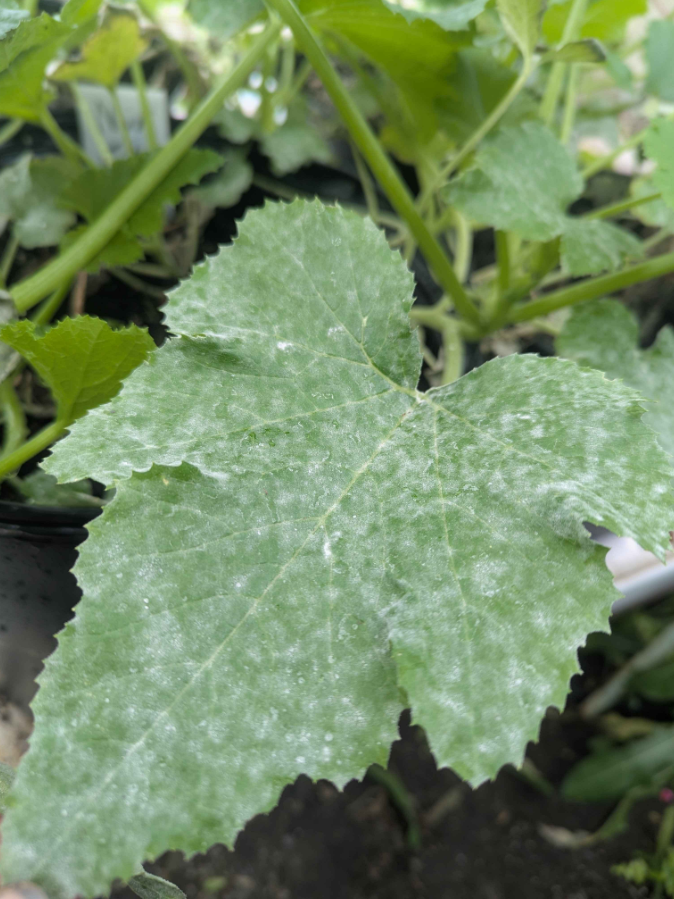 powdery mildew
