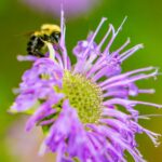 a bee is sitting on a purple flower