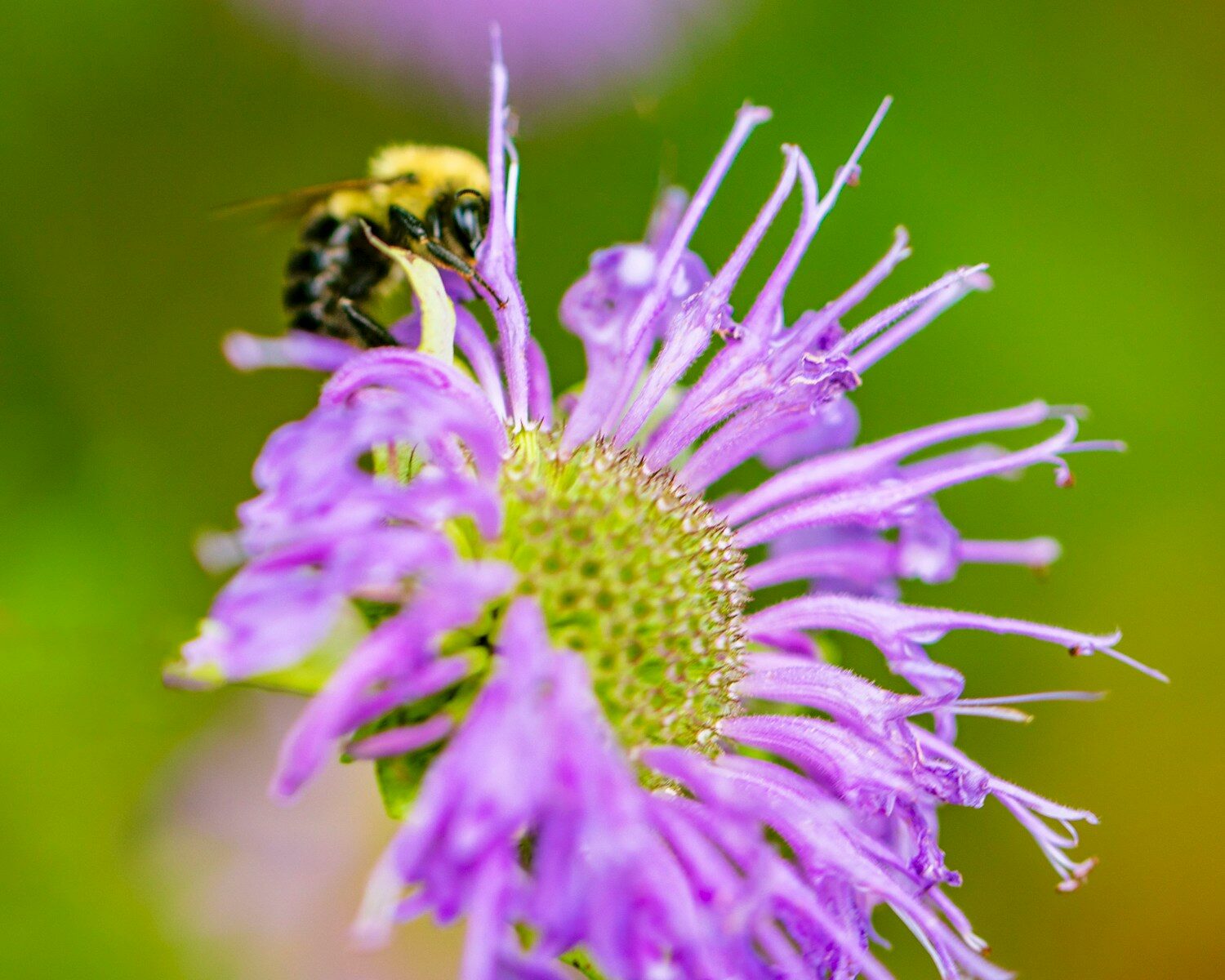 a bee is sitting on a purple flower