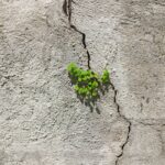 Green plant emerging through a cracked concrete wall, symbolizing resilience and natural growth in an urban environment.