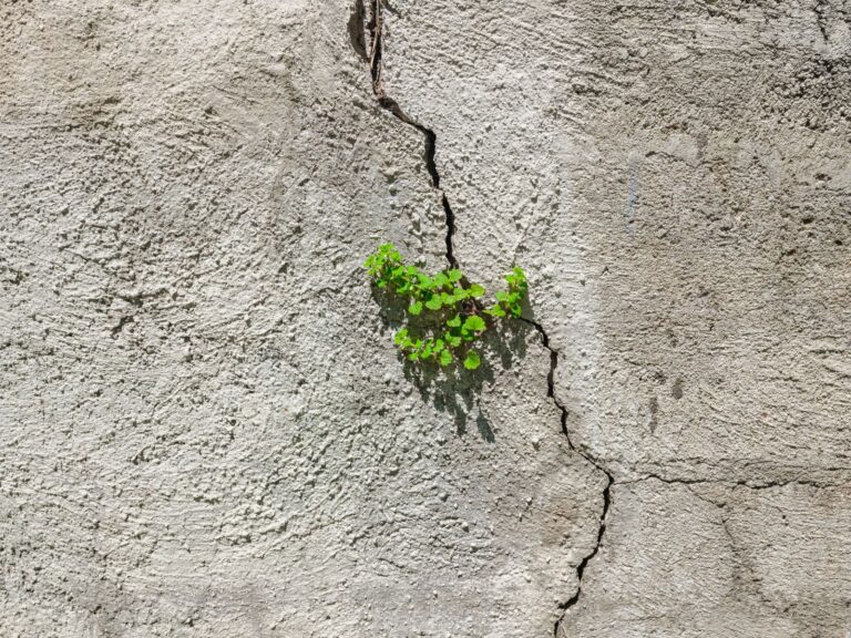 Green plant emerging through a cracked concrete wall, symbolizing resilience and natural growth in an urban environment.