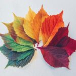 maple leaf illustration
