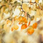 orange and yellow dried leaves on tree