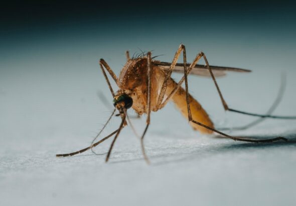 a close up of a mosquito on a white surface