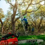 A tree arborist is climbing a ladder to trim branches