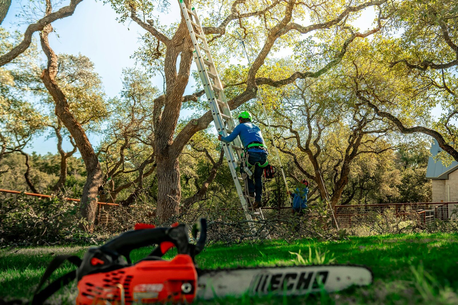 A tree arborist is climbing a ladder to trim branches