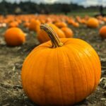 orange pumpkins on gray field near green grassland at daytime selective focus photography