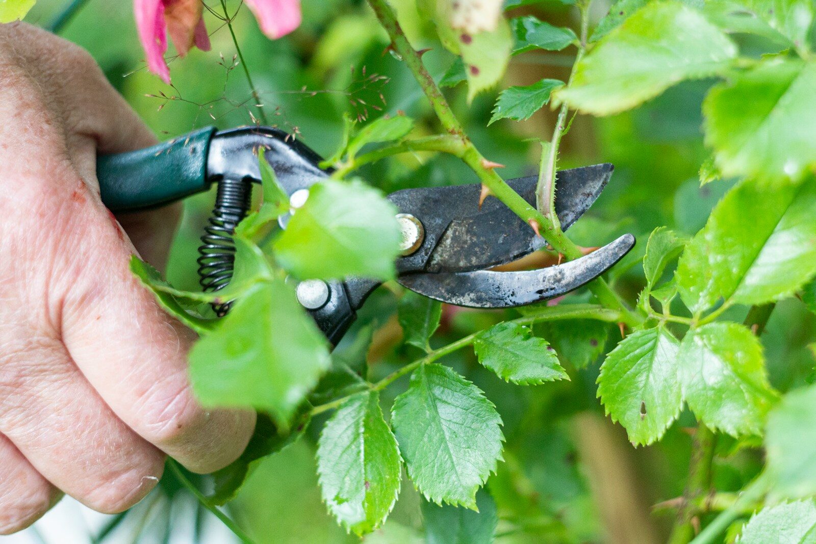 a man is trimming a tree with a pair of pliers
