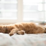 An orange cat sleeps peacefully on a bed
