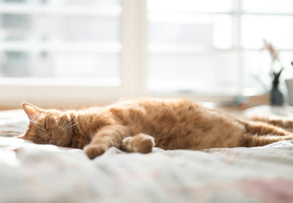An orange cat sleeps peacefully on a bed