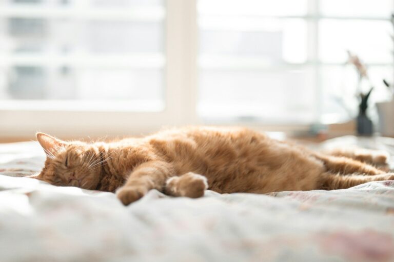 An orange cat sleeps peacefully on a bed