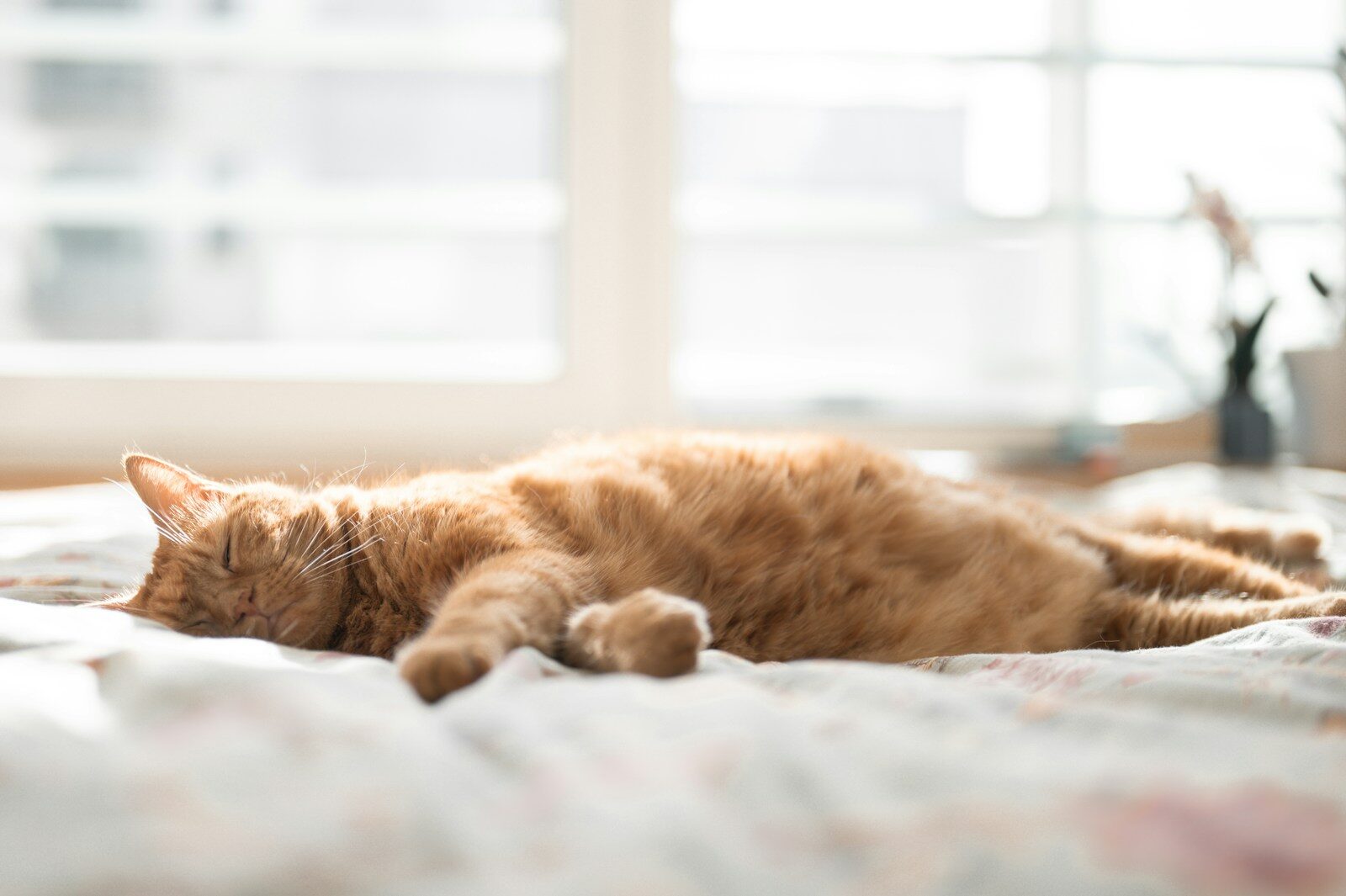 An orange cat sleeps peacefully on a bed