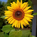 shallow focus photography of yellow sunflower