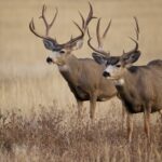 brown deer on brown grass field during daytime
